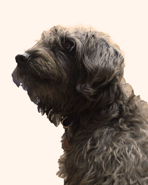 מיילו, כלב חברתי  ושומר הסף של המיקומים בגוגל Slide Image
